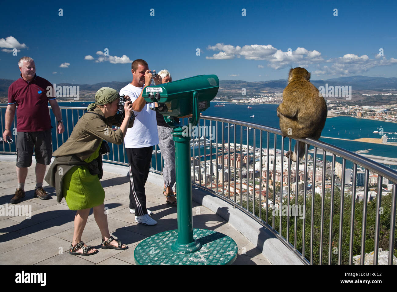 Barbary  Ape Apes Rock of Gibraltar Macaque Macaca Sylvanus Stock Photo