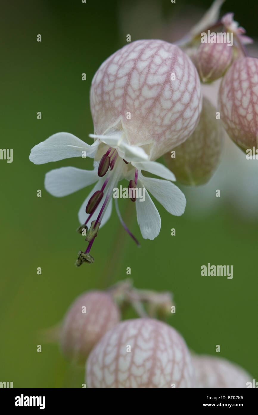 Bladder Campion  (Silene vulgaris) close-up in garden. Stock Photo