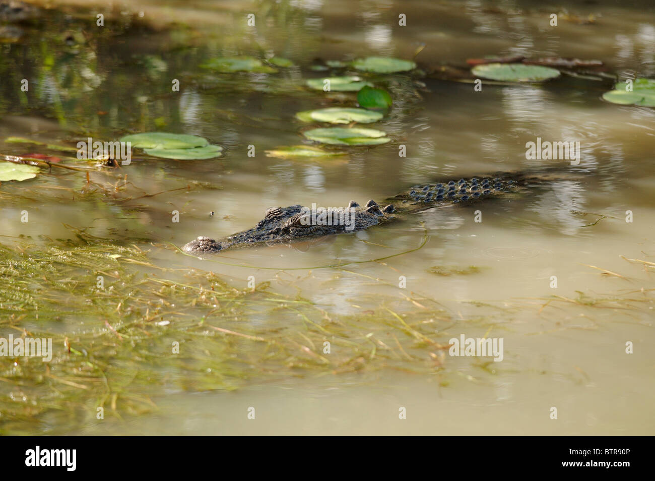 Australia, Crocodile in river Stock Photo