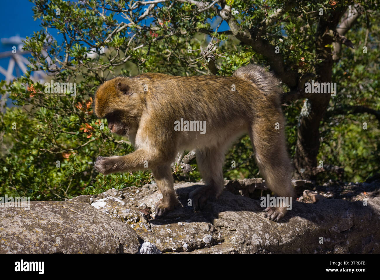 Barbary Ape Apes Rock of Gibraltar Macaque Macaca Sylvanus Stock Photo ...