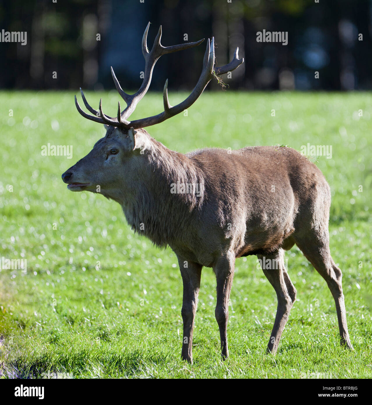 Scottish Red  Deer stag at the beginning of this years rut Stock Photo