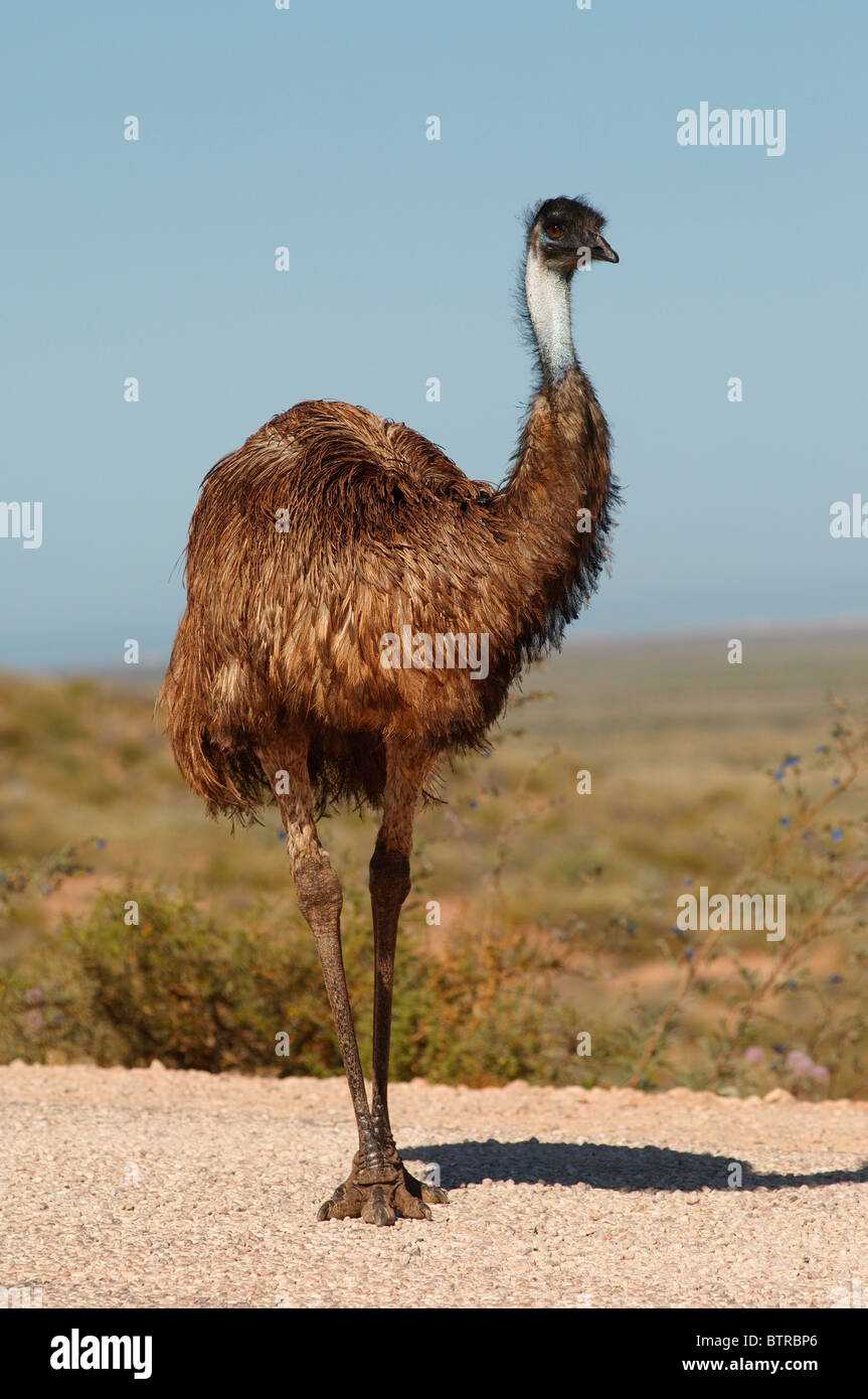 Australia, Emu, close-up Stock Photo
