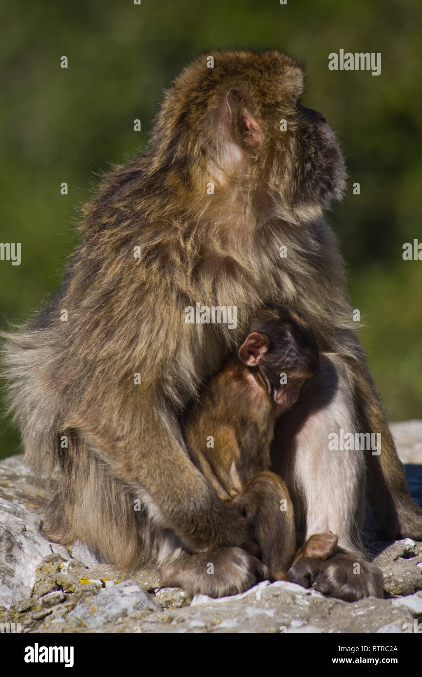 Barbary  Ape Apes Rock of Gibraltar Macaque Macaca Sylvanus Stock Photo