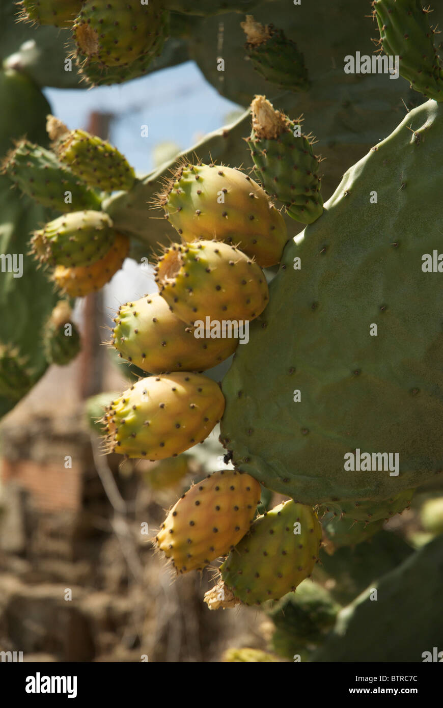 Spain, Logrosan, Generic prickly pear cactus Stock Photo