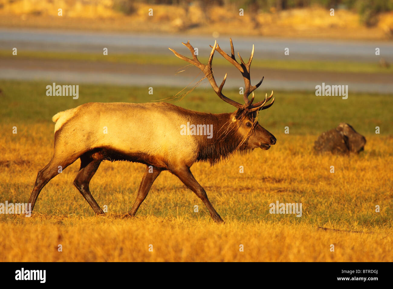 A Tule Elk bull walking with vegetation caught in its antlers during the rut. Stock Photo