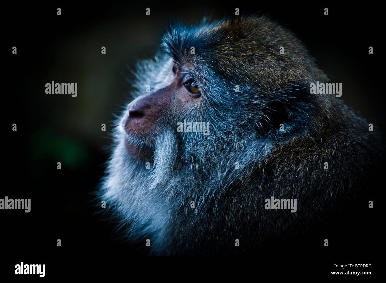 Beard monkeys hi-res stock photography and images - Alamy