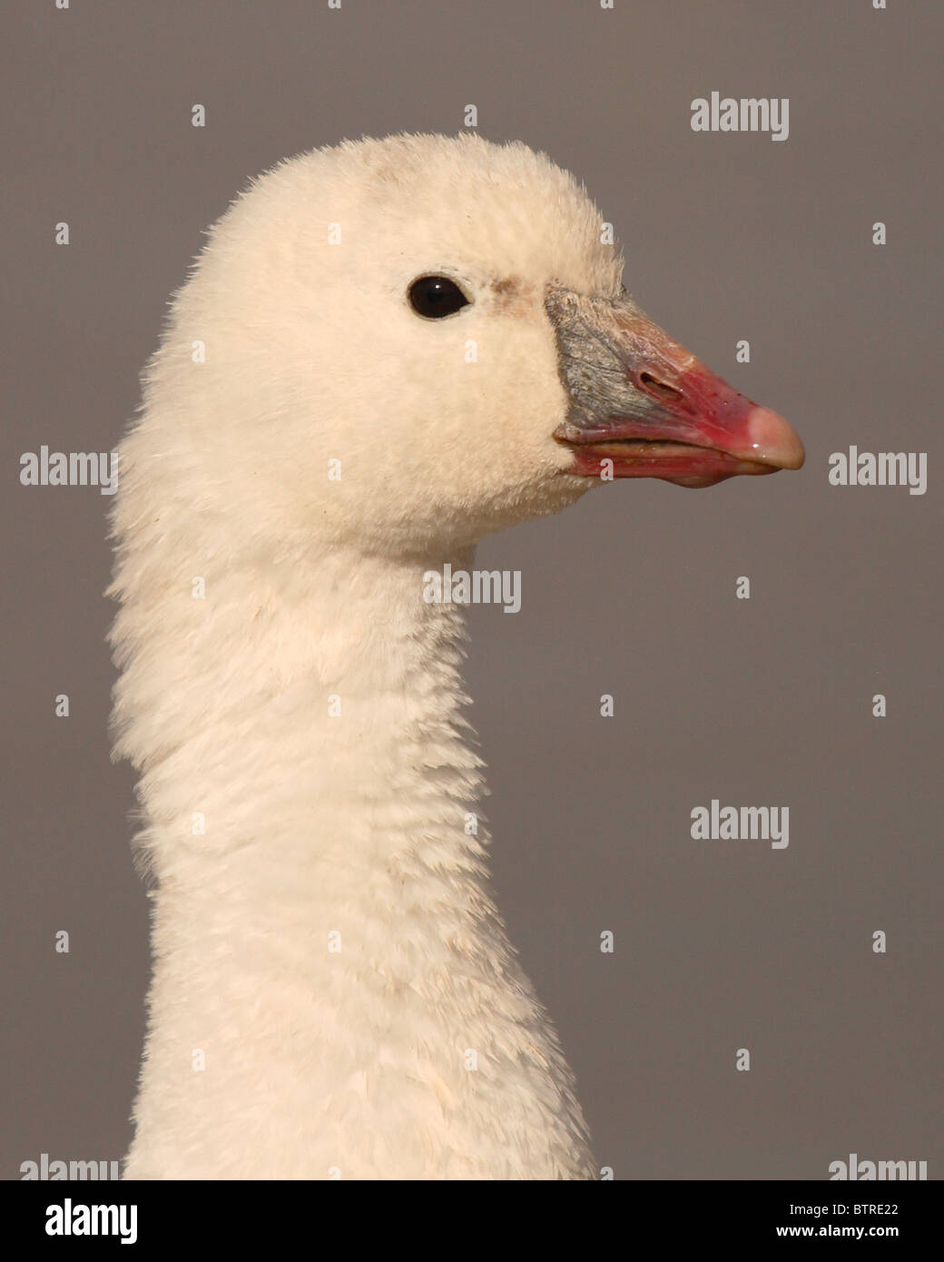 A portrait of a Ross's Goose in spring. Stock Photo