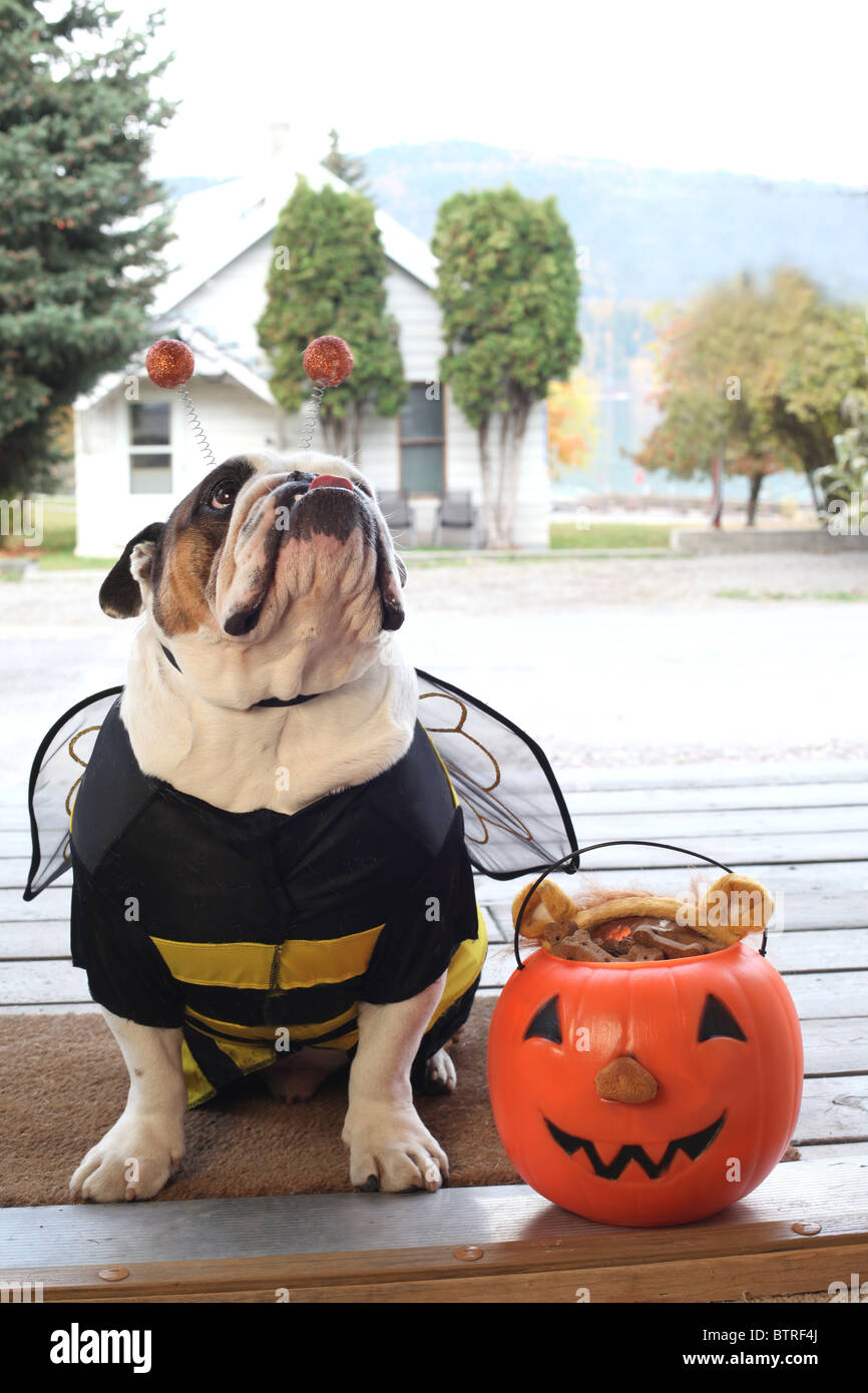 bull dog wearing bumble bee Halloween  costume as front door of house porch Stock Photo