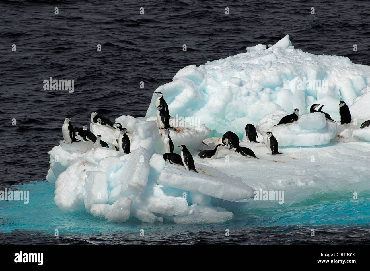 Chinstrap penguins on ice floe Stock Photo - Alamy