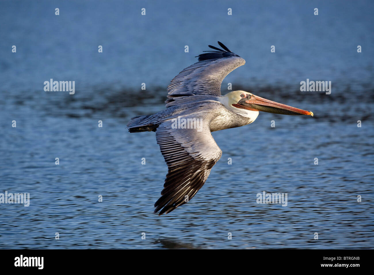 A brown pelican (Pelecanus occidentalis) glides over the waters of Elkhorn Slough in Moss Landing, California. Stock Photo