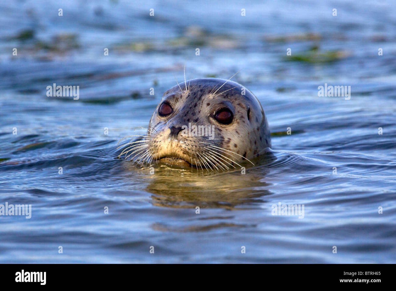 A harbor seal (Phoca vitulina) pops its head above water in Elkhorn Slough - Moss Landing, California. Stock Photo