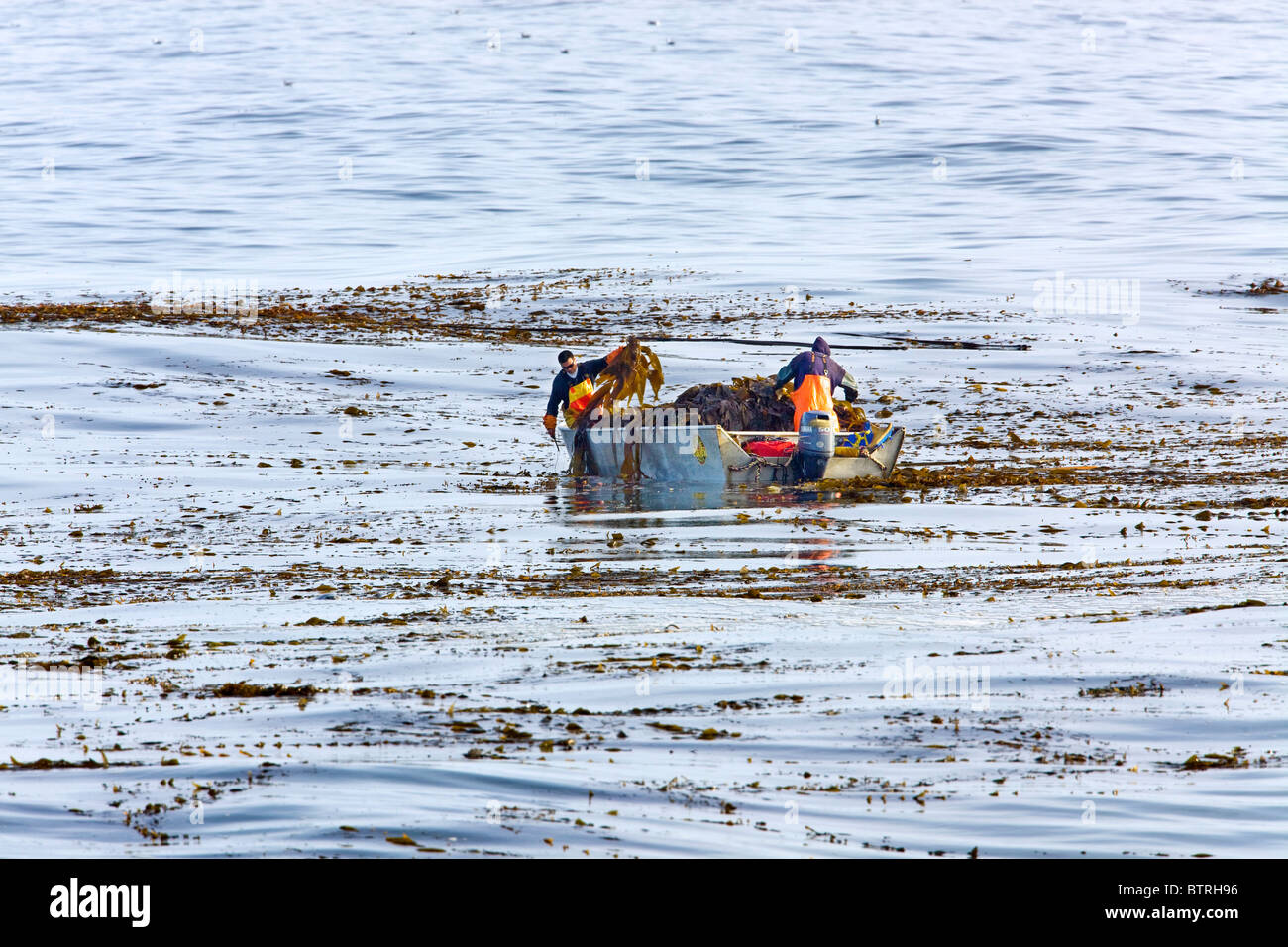 Kelp harvesting in Monterey Bay, California. Stock Photo