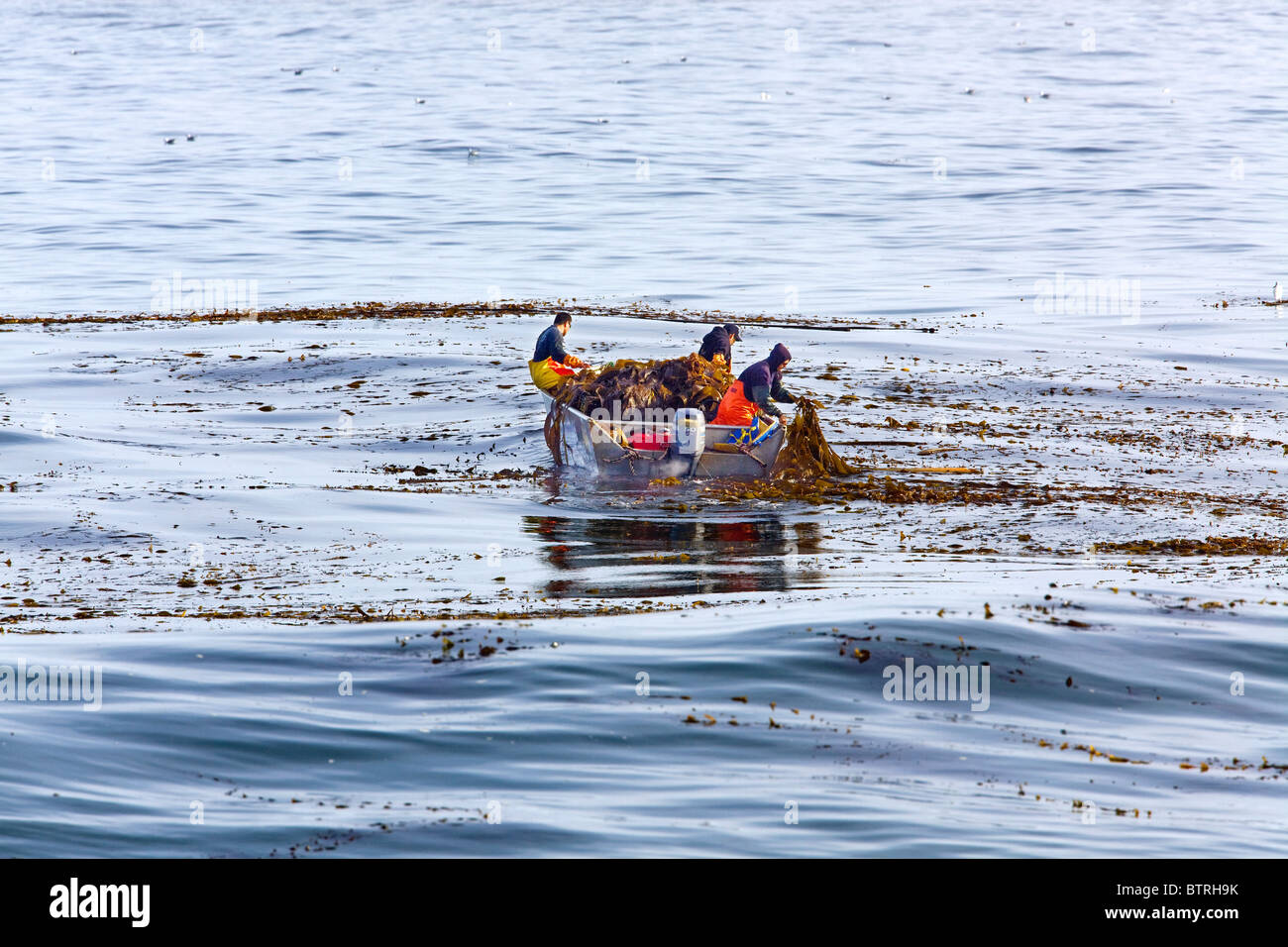 Kelp harvesting in Monterey Bay, California. Stock Photo