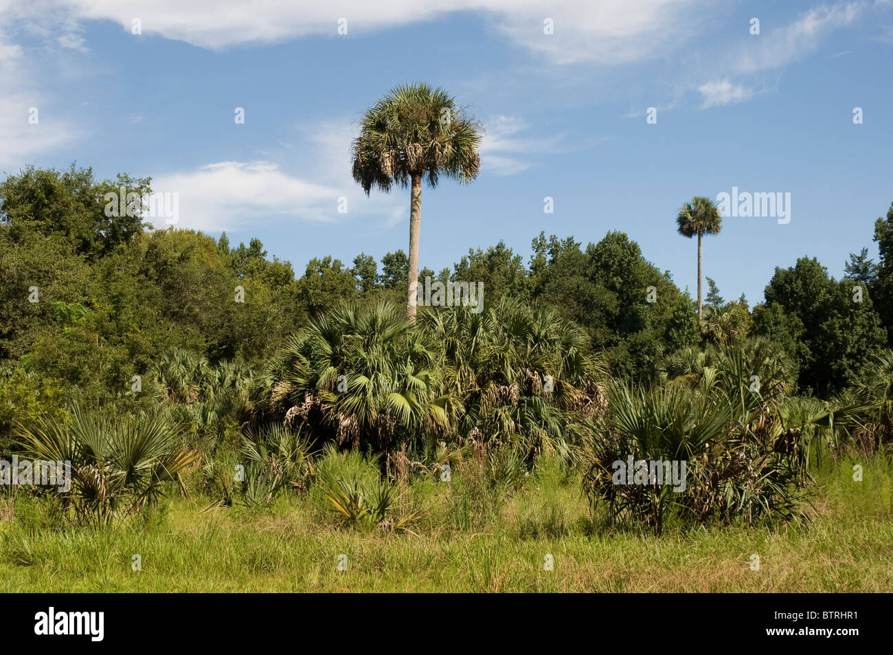 Tree ocala hires stock photography and images Alamy