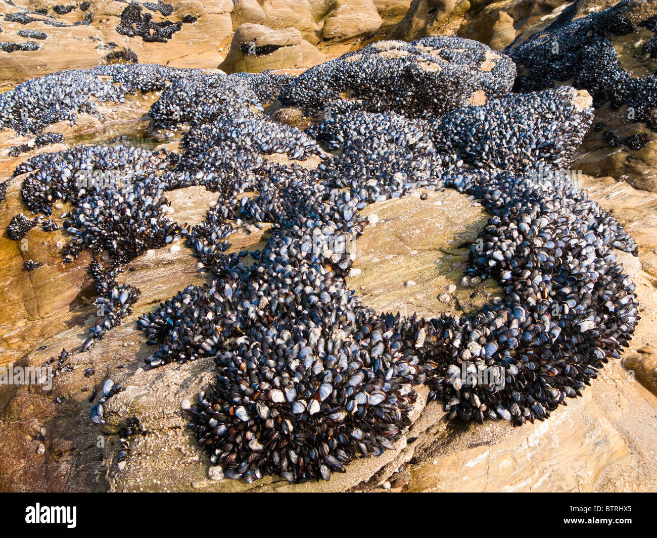 Blue Mussels on rocks France Europe Stock Photo