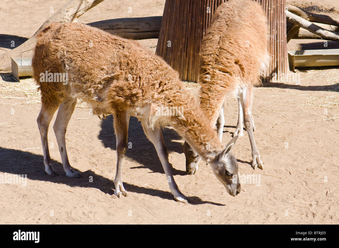 Zoo zoo animal zoo animals hi-res stock photography and images - Alamy