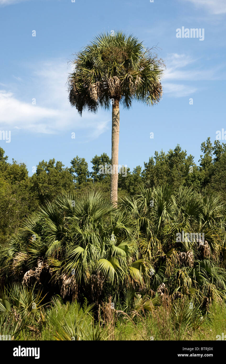 Silver River State Park Ocala Florida sabal palm trees tower over natural scene Stock Photo Alamy
