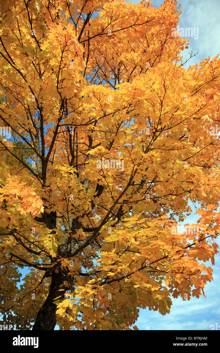 Beautiful Maple Tree In Autumn Colors Stock Photo Alamy   Beautiful Maple Tree In Autumn Colors BTRJHM 