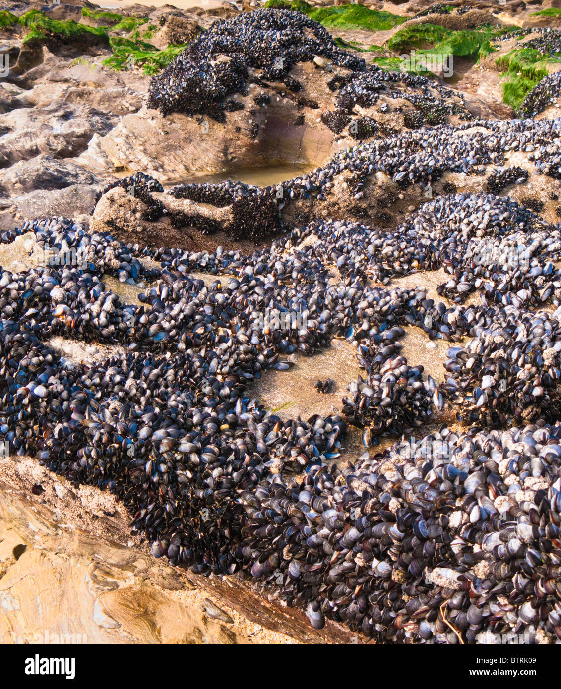 Blue Mussels on rocks Stock Photo