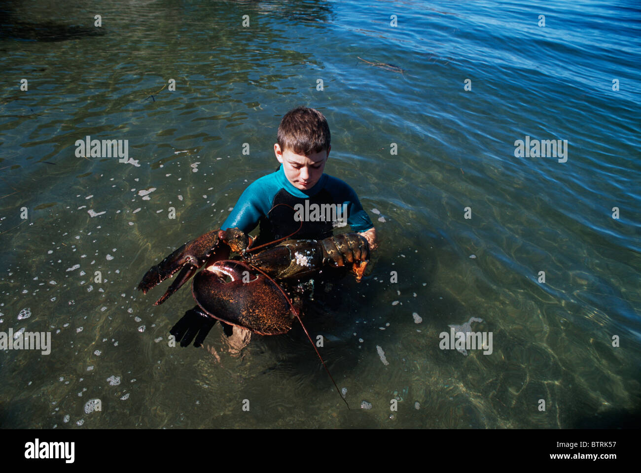Nine year old holds 14 pound Giant Lobster (Homarus americanus). Plum Cove - Gloucester, Massachusetts - Atlantic Ocean - USA Stock Photo