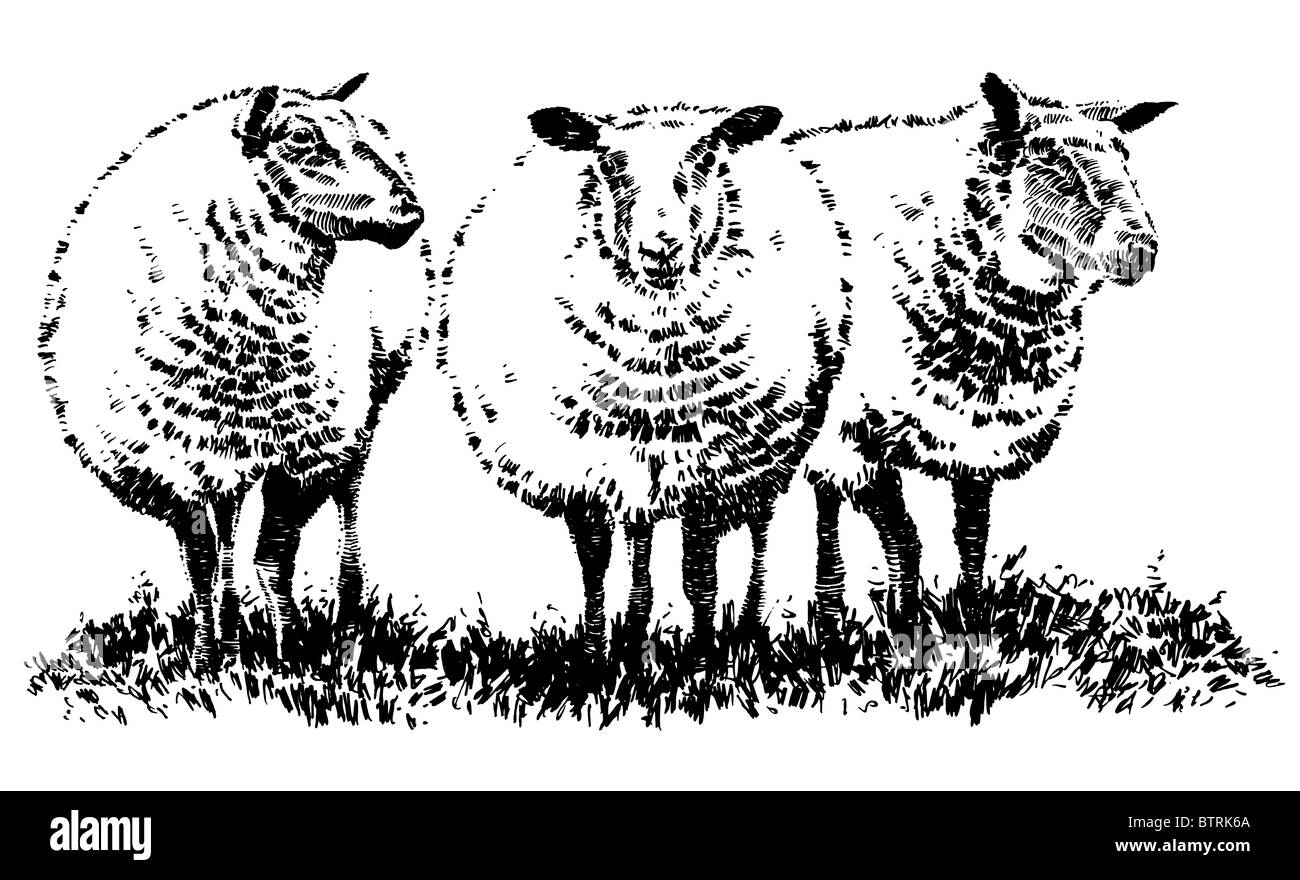 Line drawing of sheep Stock Photo