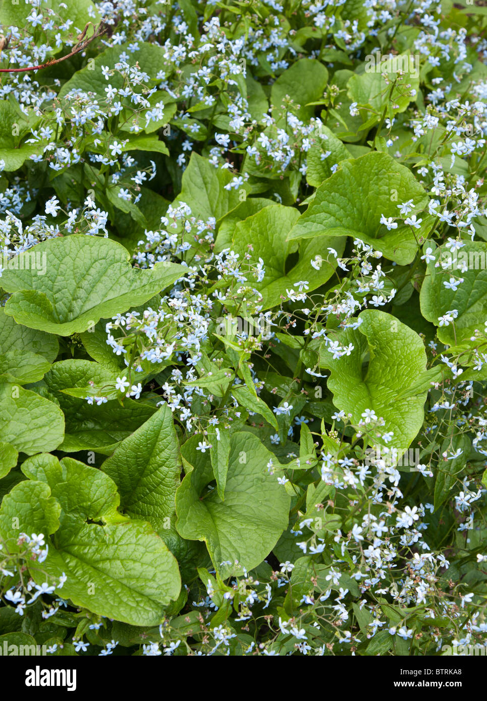 ( brunnera sibirica , boraginaceae ) blooming Stock Photo