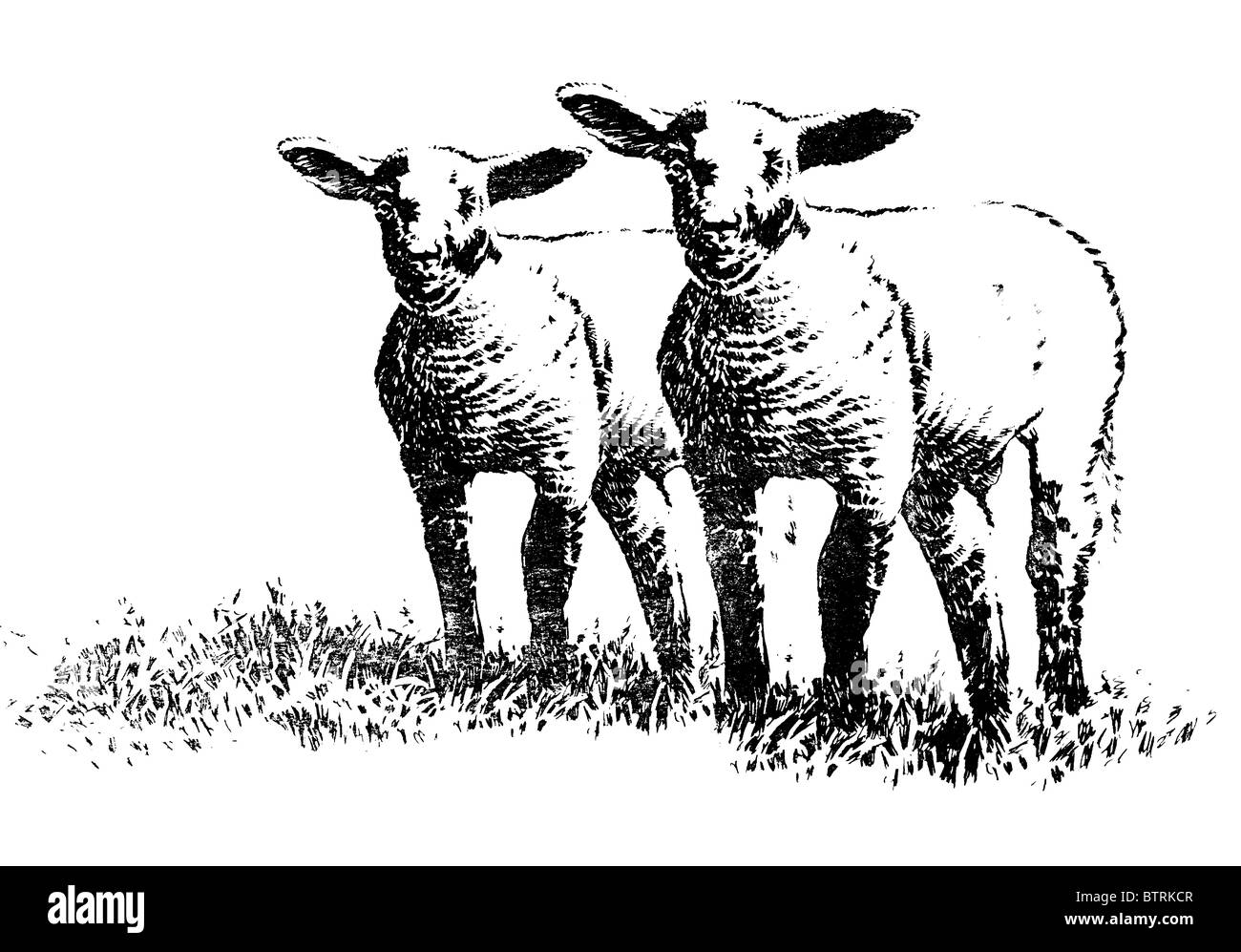 Line drawing of lambs Stock Photo Alamy
