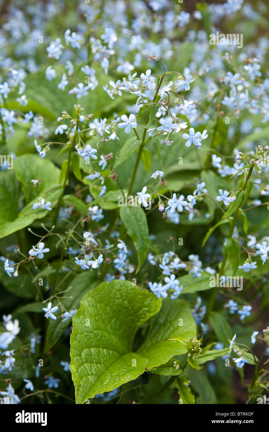 ( brunnera sibirica , boraginaceae ) blooming Stock Photo