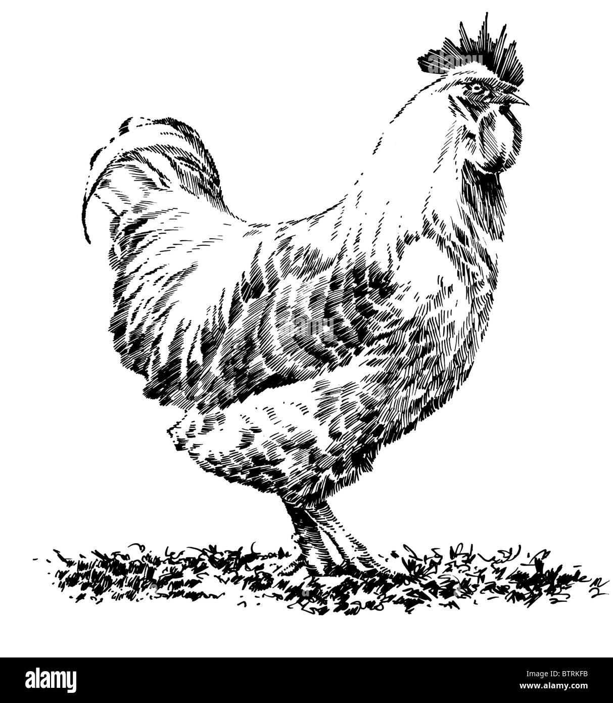 Line drawing of chicken Stock Photo Alamy