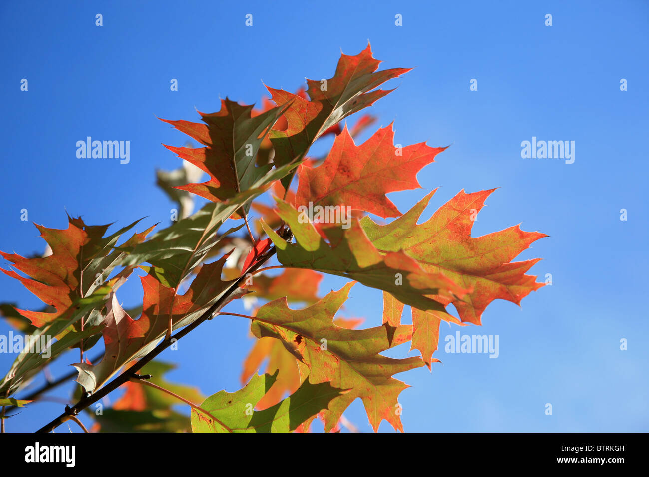 Autumnal oak tree leaves against blue sky Stock Photo - Alamy