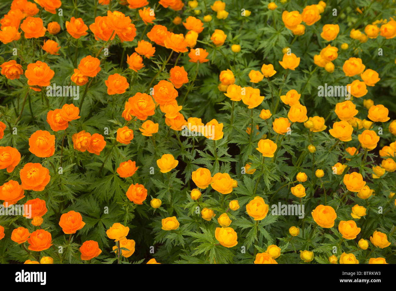 Asian globe-flowers ( Trollius asiaticus ) flowers at left and European globe-flowers ( Trollius europaues  ) flowers at right Stock Photo