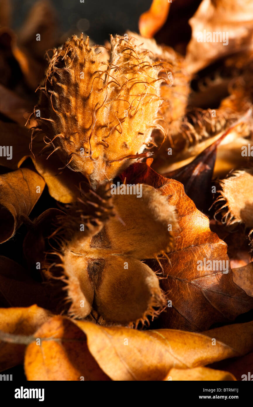 Close up of fallen beechnut cupules and leaves Stock Photo