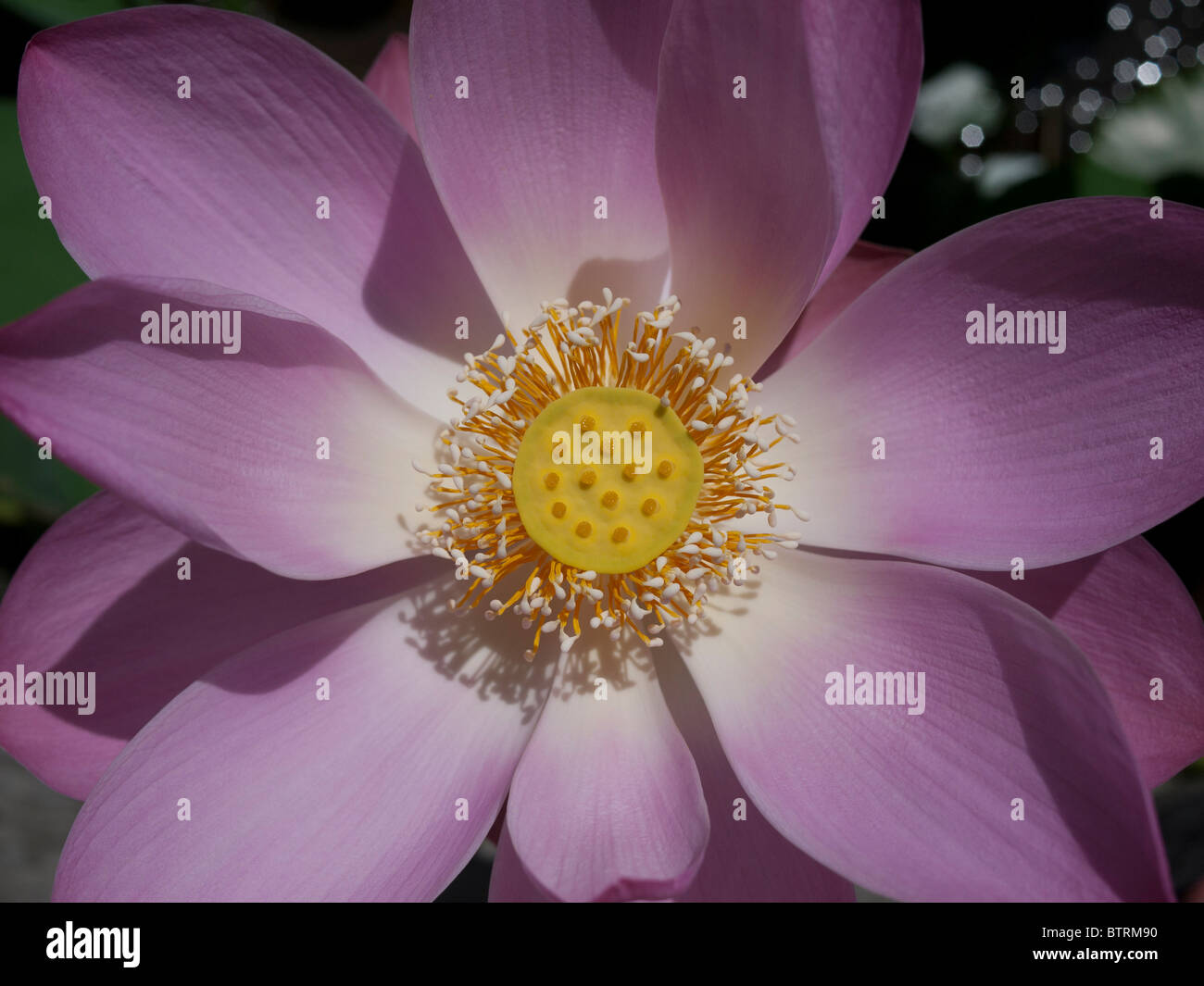 Close up of water lily flower Stock Photo - Alamy