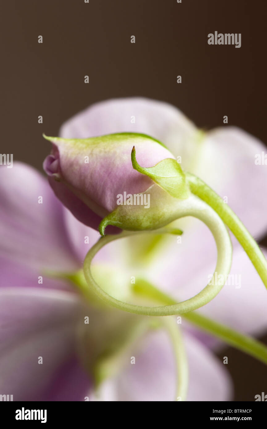 Close up of an New Guinea Impatiens bud Stock Photo Alamy