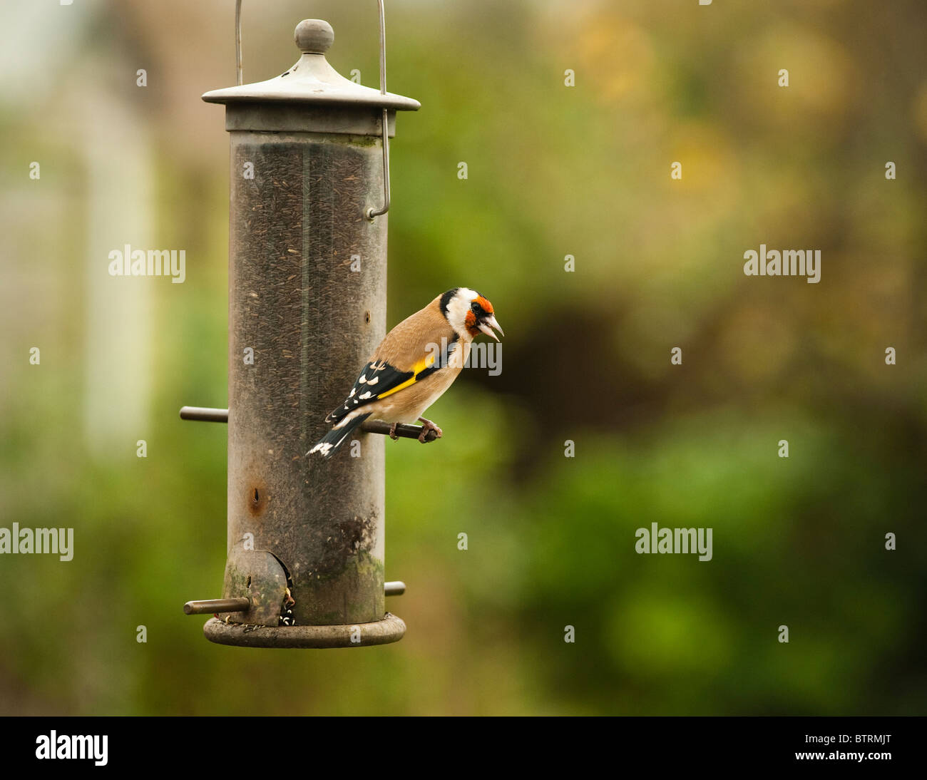 Goldfinch, Carduelis carduelis, on a niger seed feeder Stock Photo