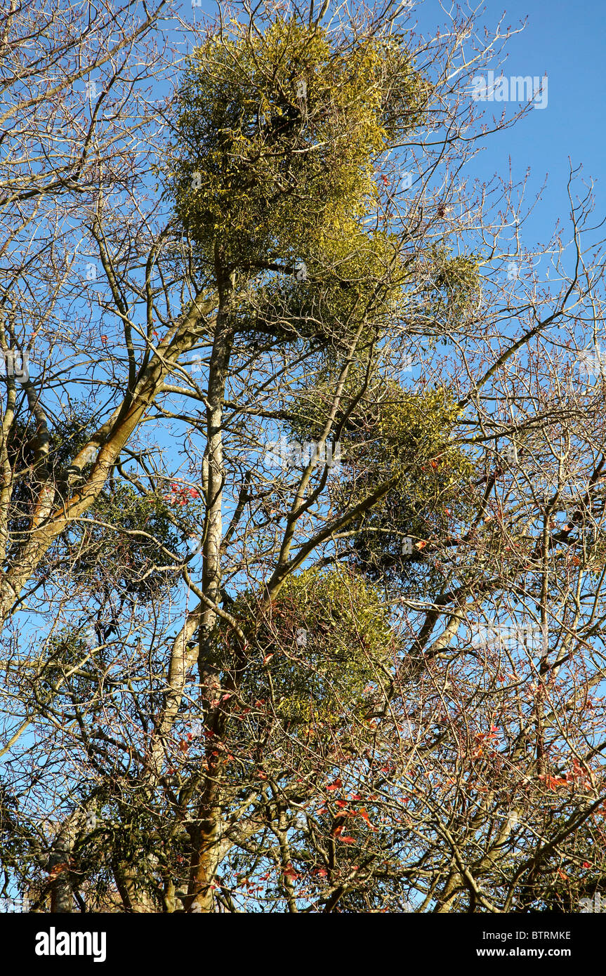Large clumps of mistletoe growing in the upper branches of a sycamore