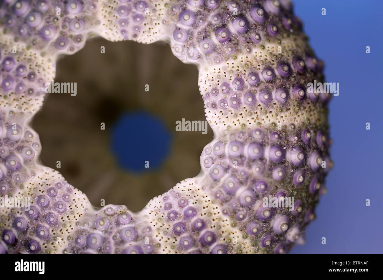 Sea urchin exoskeleton from a beach Stock Photo