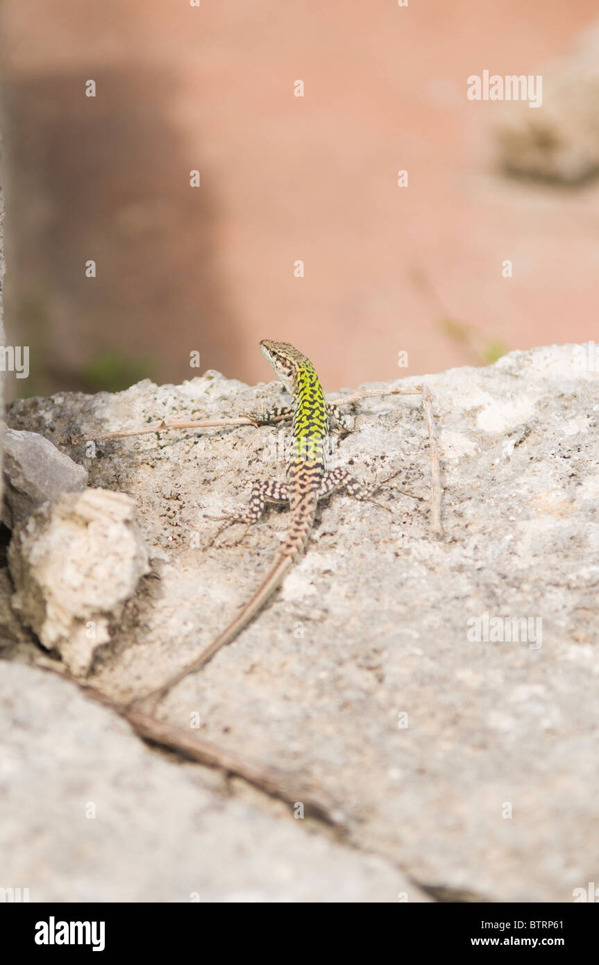 Lizard or Lucertola, Paestum, Southern Italy. Stock Photo