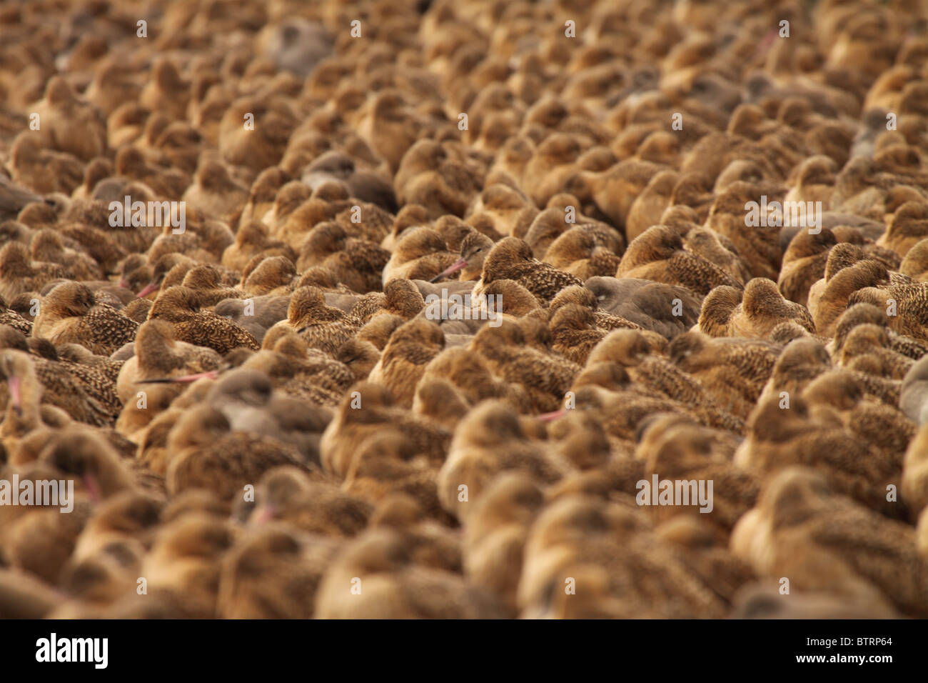 A Marbled Godwit flock packed in tight during migration. Stock Photo