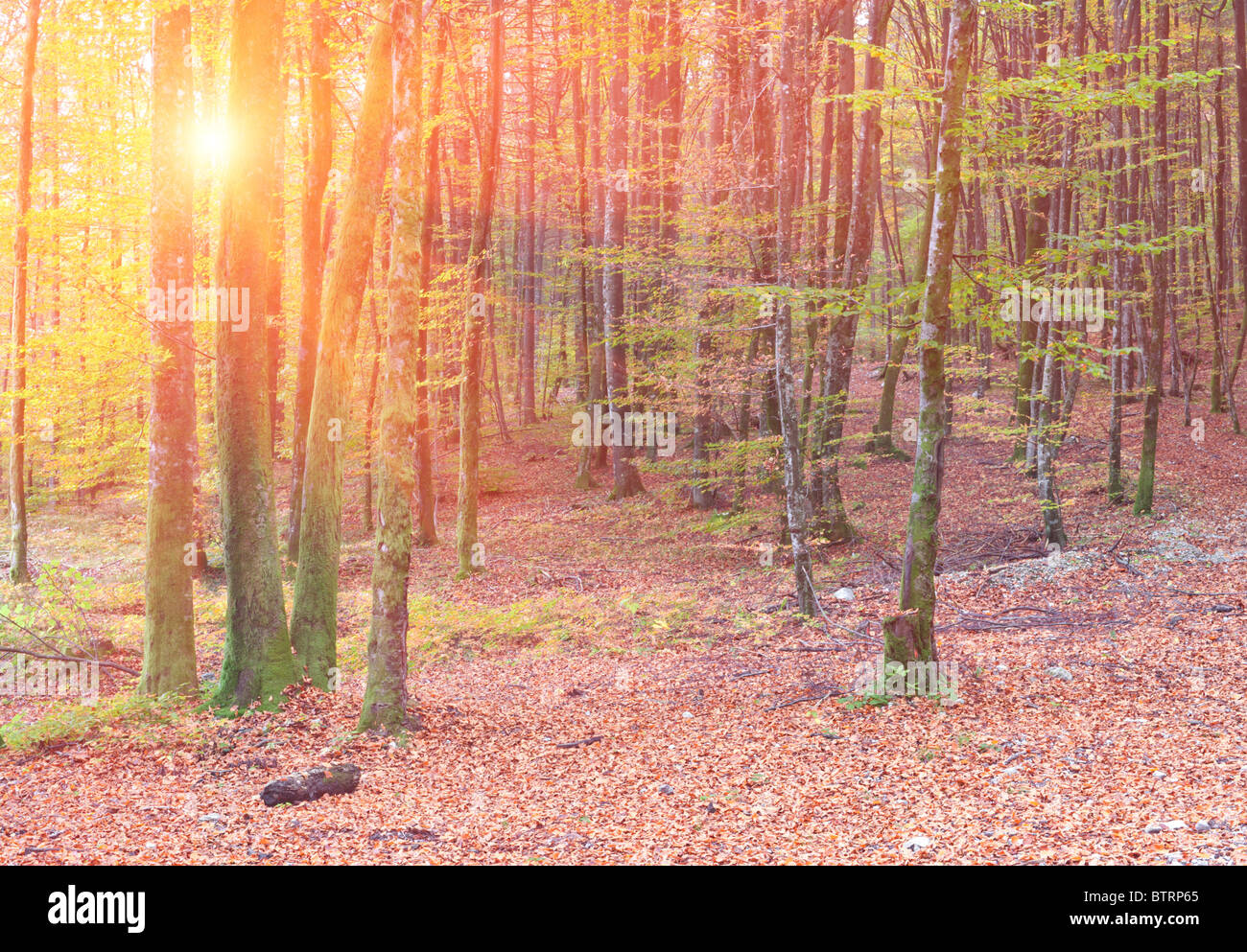 Golden sunrise in autumn forest Stock Photo - Alamy