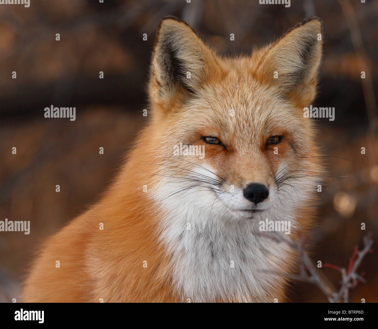 A Red Fox portrait during winter. Stock Photo