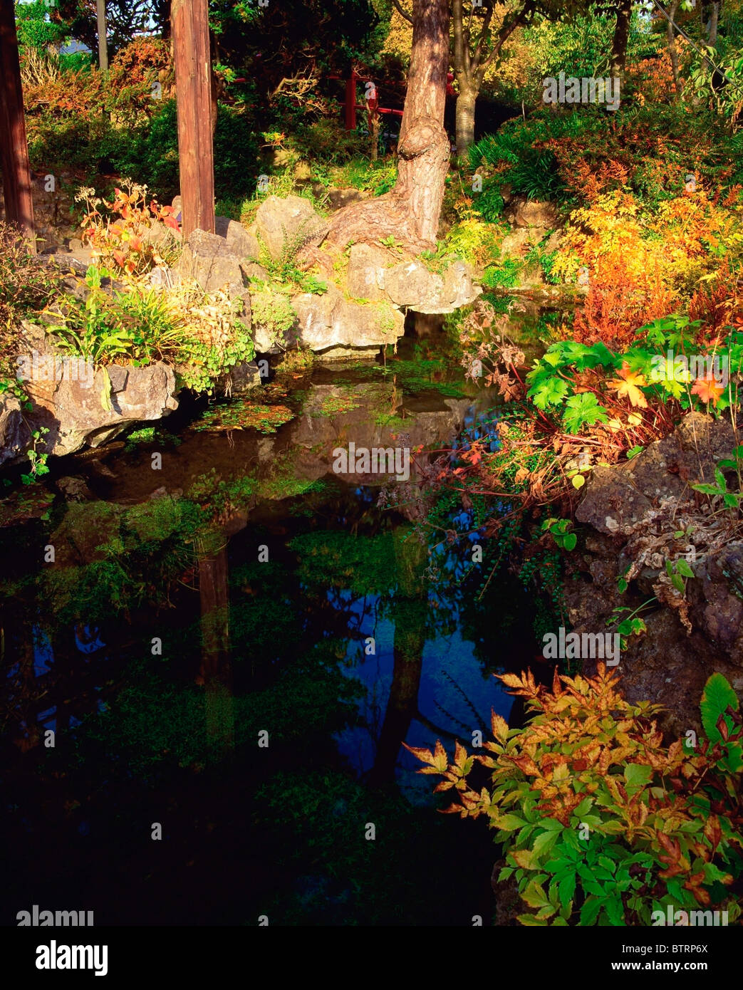 Tully Japanese Gardens, Co Kildare, Ireland; Plants Near The Pool Stock