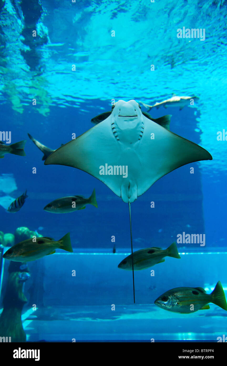 Smiley ray in the aquarium of Atlantis the Palm waterpark, Dubai, UAE Stock Photo