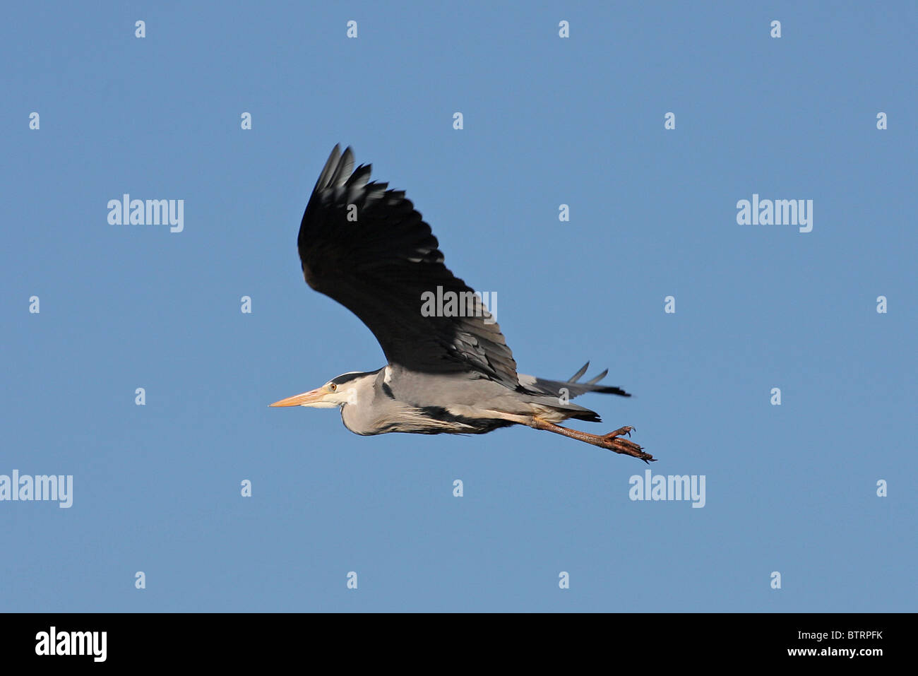 Hermolis In Flight Flying bird in flight hi-res stock photography and images - Alamy