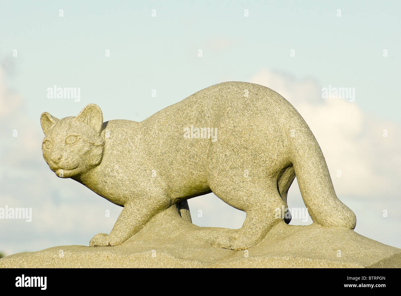 Iriomote cat hi-res stock photography and images - Alamy Iriomote cat hi-res stock photography and images - Alamy