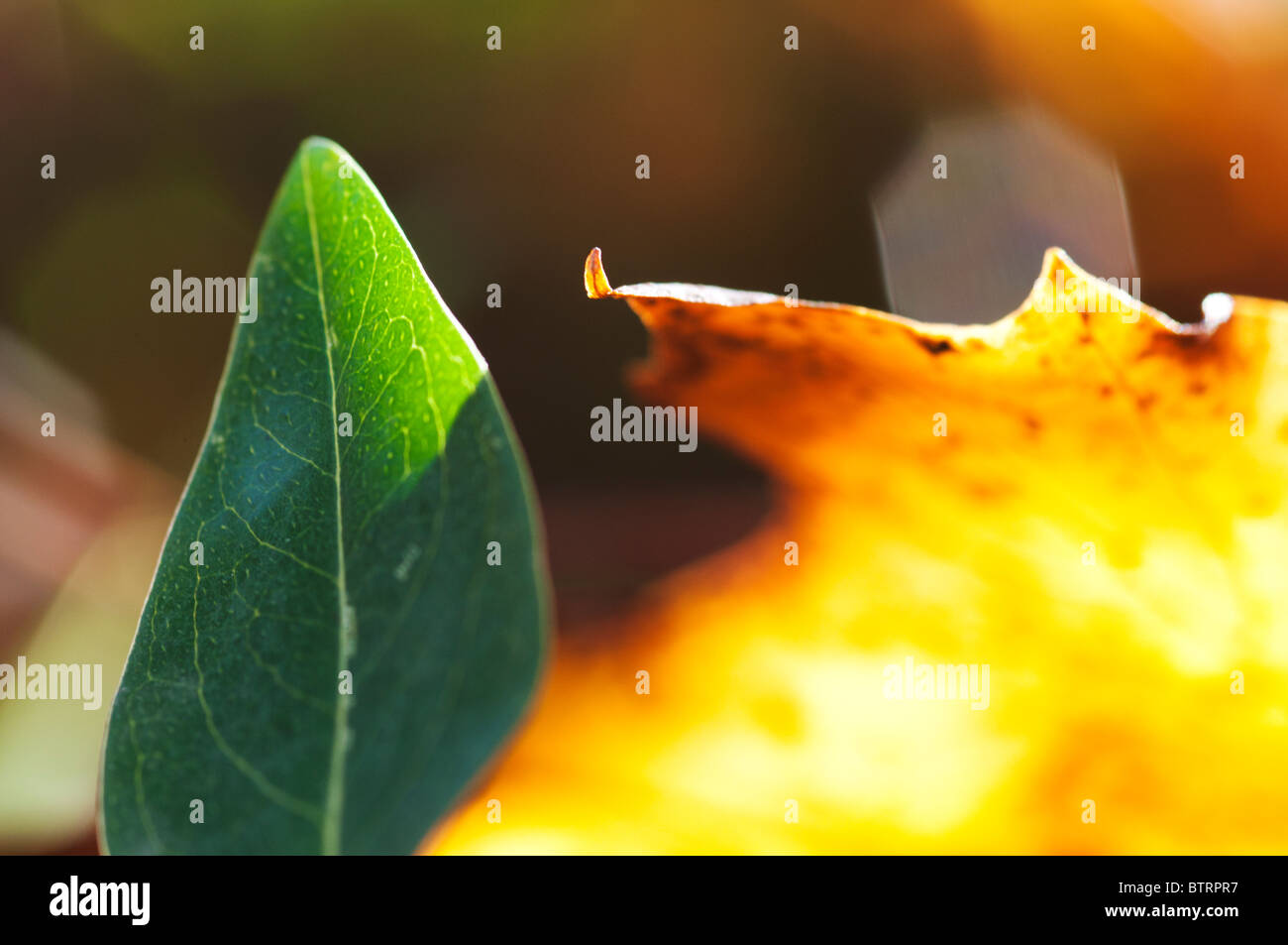 Changing colours hi-res stock photography and images - Alamy