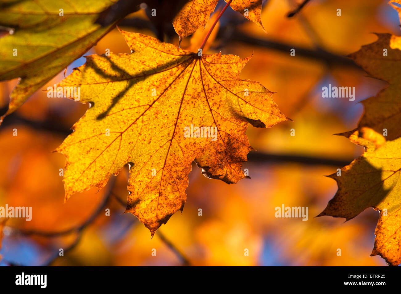 Yellow autumn maple leaves on the tree Stock Photo - Alamy
