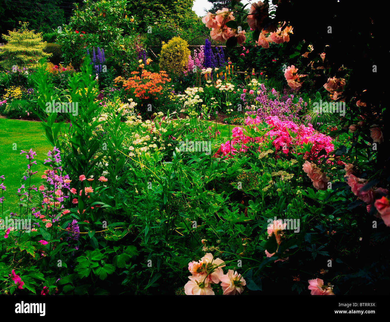 Rathmore, Co Dublin, Ireland; Phlox, Astrantia And Roses Stock Photo