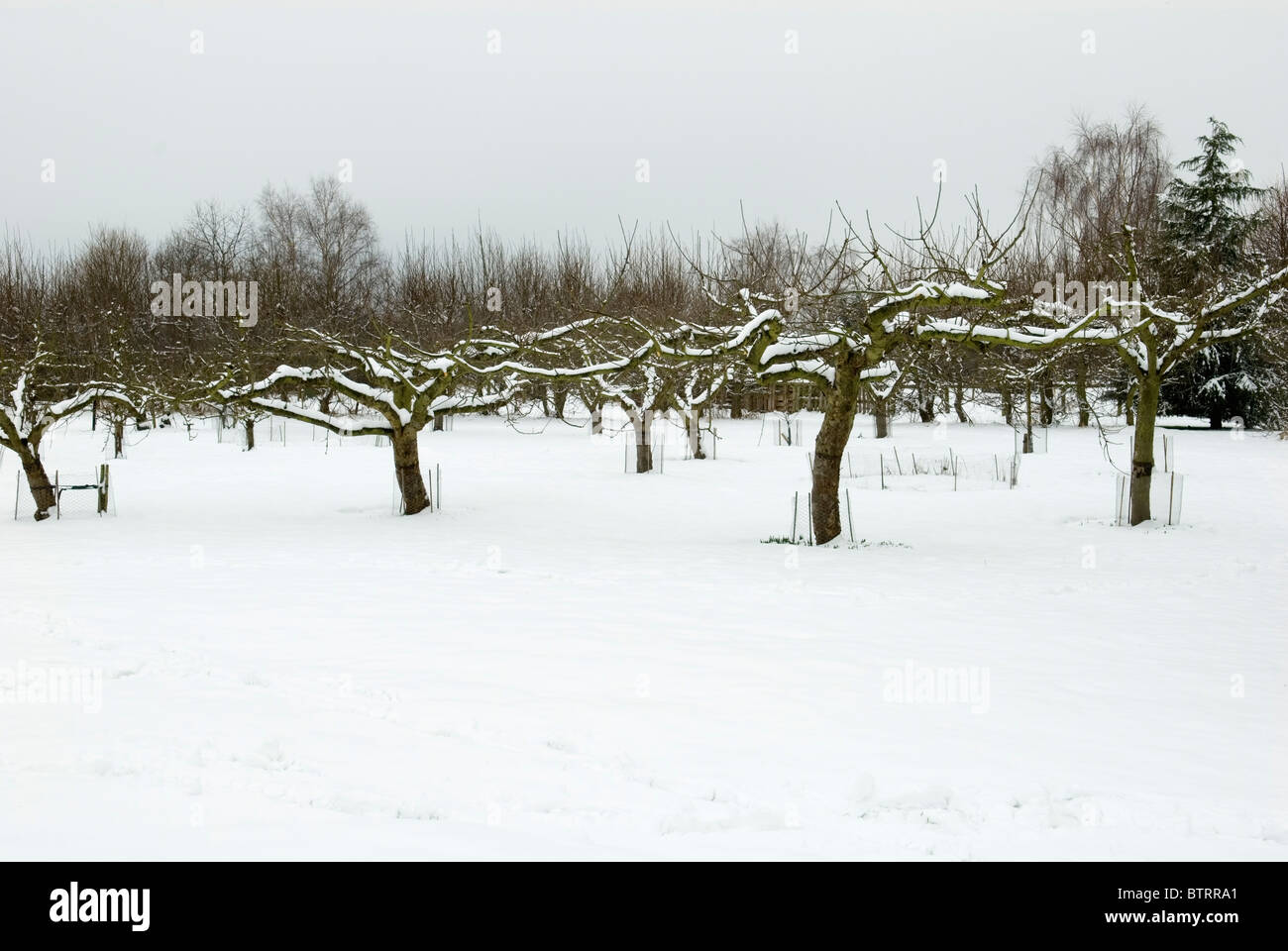 ORGANIC GARDENS RYTON WINTER IN THE APPLE ORCHARD Stock Photo