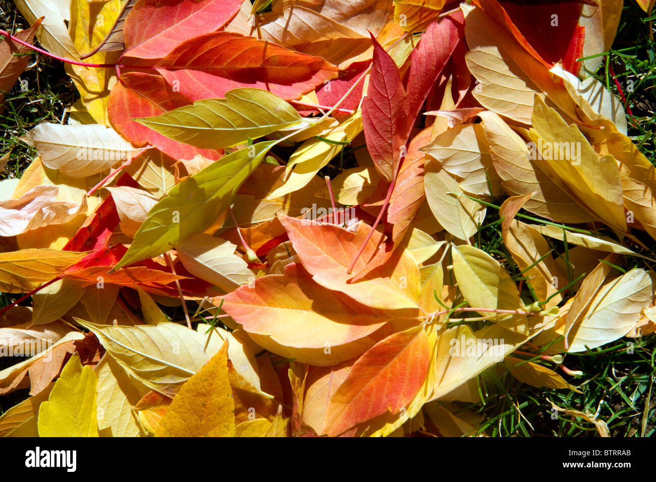 Colorful autumn leaves on the ground in Boise, Idaho, USA. Stock Photo